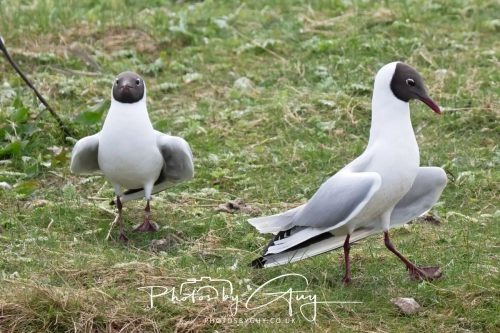 12 April 2025 : Leighton Mos RSPB Bird reserve, Lancashire, UK - Black Headed Gulls