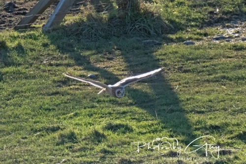 02 January 2025 : Short Eared Owl , Workington