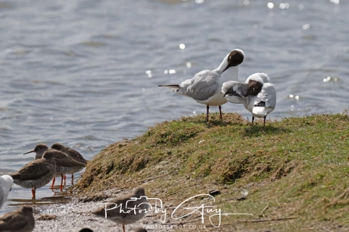 12 April 2025 : Leighton Mos RSPB Bird reserve, Lancashire, UK - Black Headed Gulls