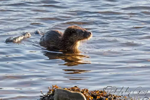 10 October 2024 : Esk River, West Cumbria : Mother Otter with her Cub at dawn