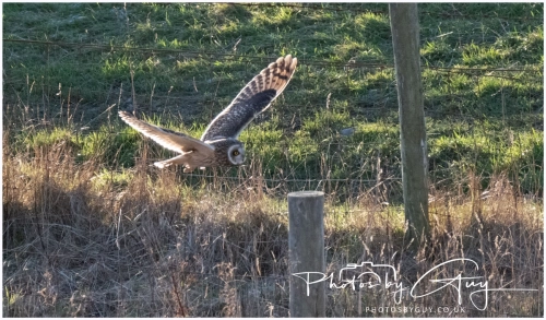 02 January 2025 : Short Eared Owl , Workington