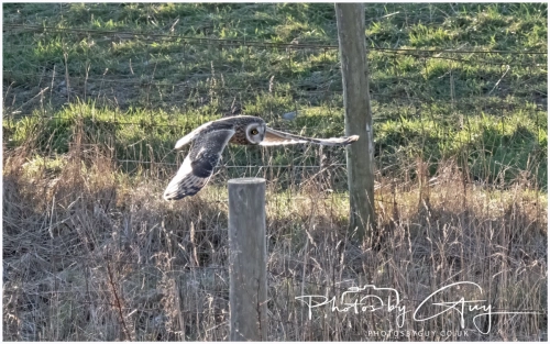 02 January 2025 : Short Eared Owl , Workington