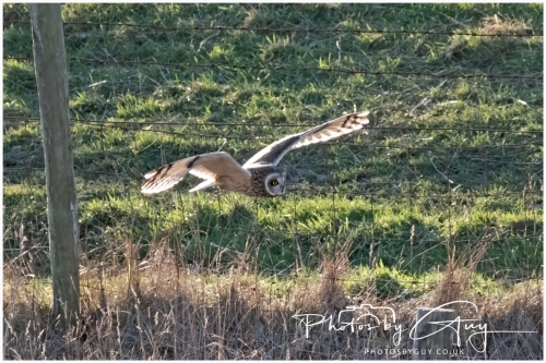 02 January 2025 : Short Eared Owl , Workington