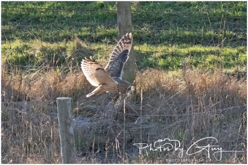 02 January 2025 : Short Eared Owl , Workington