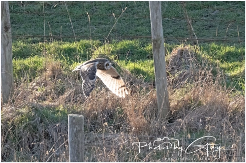 02 January 2025 : Short Eared Owl , Workington