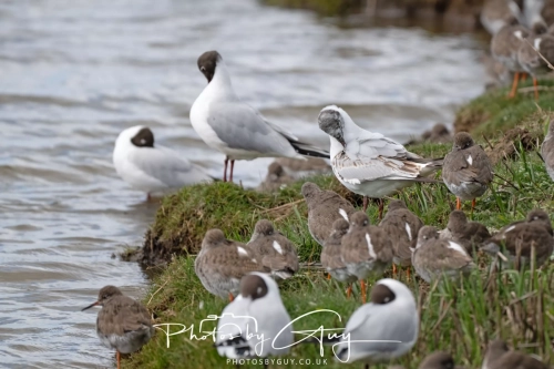 12 April 2025 : Leighton Mos RSPB Bird reserve, Lancashire, UK - Black Headed Gulls