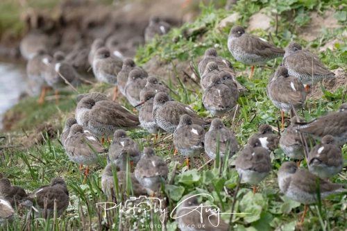 12 April 2025 : Leighton Mos RSPB Bird reserve, Lancashire, UK - Redshanks