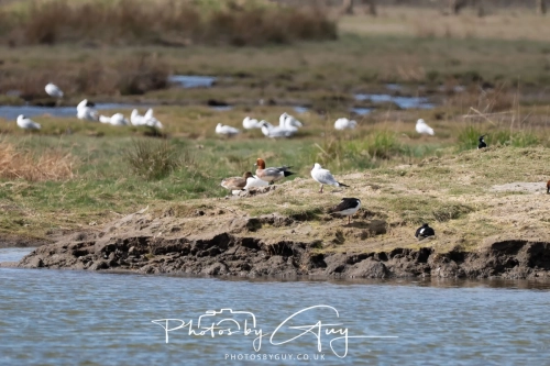 12 April 2025 : Leighton Mos RSPB Bird reserve, Lancashire, UK - Black Headed Gulls