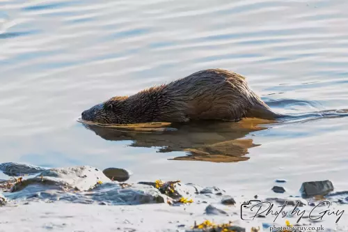 10 October 2024 : Esk River, West Cumbria : Mother Otter with her Cub at dawn
