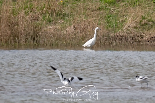 12 April 2025 : Leighton Mos RSPB Bird reserve, Lancashire, UK - Black Headed Gulls