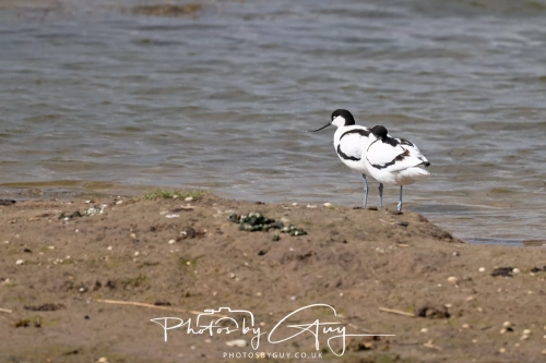 12 April 2025 : Leighton Mos RSPB Bird reserve, Lancashire, UK - Avocets