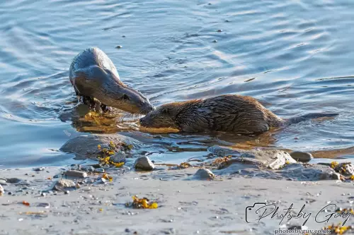 10 October 2024 : Esk River, West Cumbria : Mother Otter with her Cub at dawn