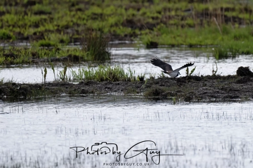 12 April 2025 : Leighton Mos RSPB Bird reserve, Lancashire, UK - Lapwing