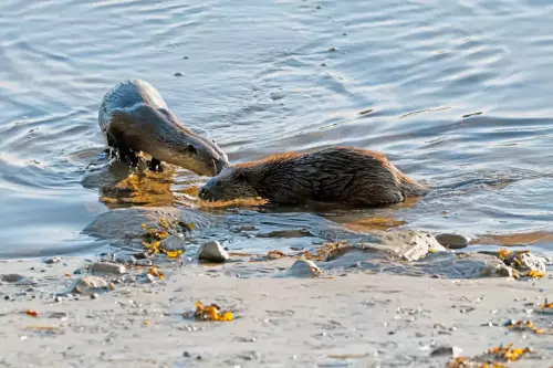 10 October 2024 : Esk River, West Cumbria : Mother Otter with her Cub at dawn
