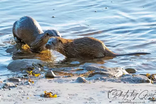 10 October 2024 : Esk River, West Cumbria : Mother Otter with her Cub at dawn