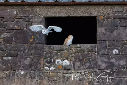 22 November 2024 : Frizzington area , Cumbria : Barn Owl