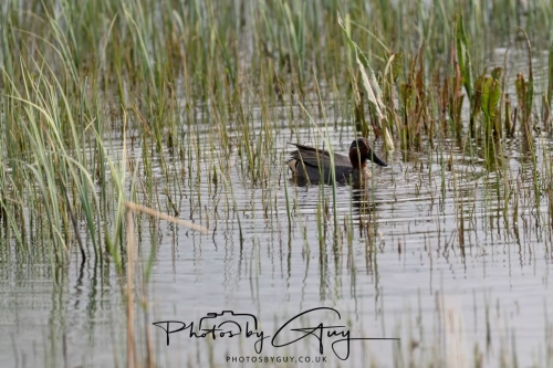 12 April 2025 : Leighton Mos RSPB Bird reserve, Lancashire, UK -Teal