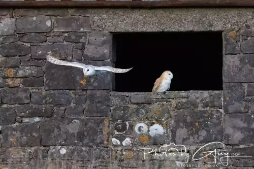 22 November 2024 : Frizzington area , Cumbria : Barn Owl