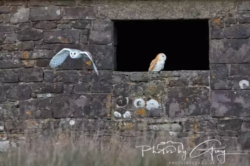 NZ8_222622 November 2024 : Frizzington area , Cumbria : Barn Owl