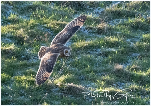 02 January 2025 : Short Eared Owl , Workington