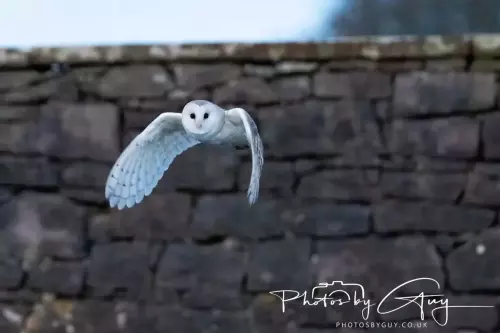 22 November 2024 : Frizzington area , Cumbria : Barn Owl