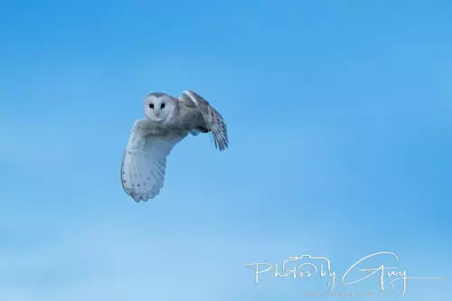 22 November 2024 : Frizzington area , Cumbria : Barn Owl