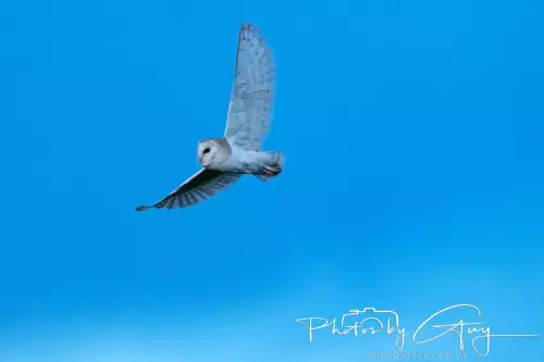 22 November 2024 : Frizzington area , Cumbria : Barn Owl