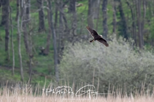 12 April 2025 : Leighton Mos RSPB Bird reserve, Lancashire, UK -Marsh Harrier