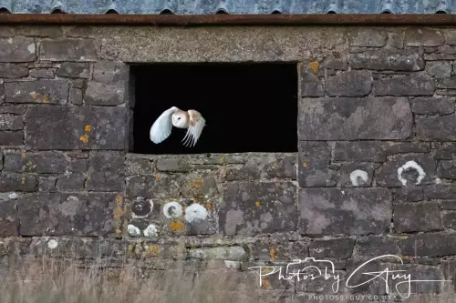 22 November 2024 : Frizzington area , Cumbria : Barn Owl