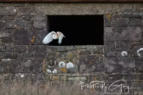 22 November 2024 : Frizzington area , Cumbria : Barn Owl