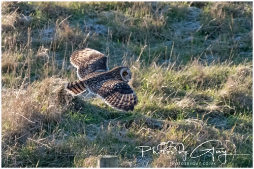 02 January 2025 : Short Eared Owl , Workington