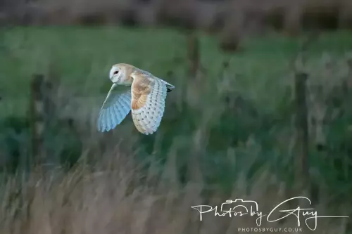 22 November 2024 : Frizzington area , Cumbria : Barn Owl