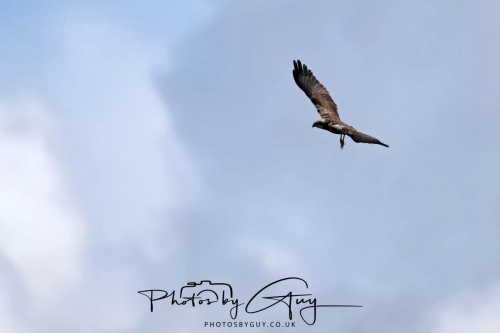 12 April 2025 : Leighton Mos RSPB Bird reserve, Lancashire, UK -Marsh Harrier