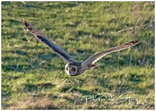 02 January 2025 : Short Eared Owl , Workington