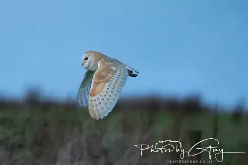 22 November 2024 : Frizzington area , Cumbria : Barn Owl