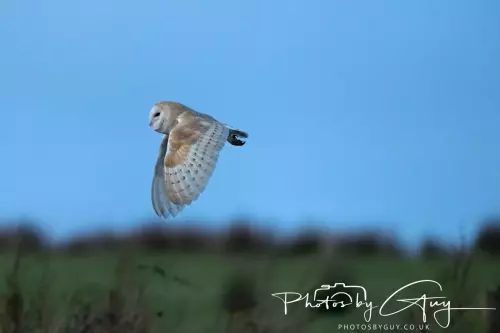 22 November 2024 : Frizzington area , Cumbria : Barn Owl