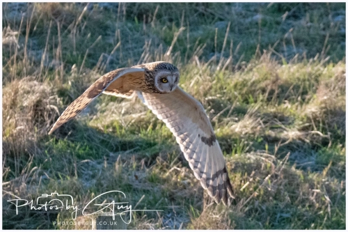02 January 2025 : Short Eared Owl , Workington