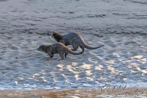 10 October 2024 : Esk River, West Cumbria : Mother Otter with her Cub at dawn