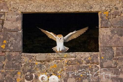 26 Nov 2024 : Barn Owl in West Cumbria in the evening light