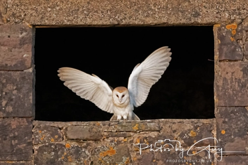 26 Nov 2024 : Barn Owl in West Cumbria in the evening light