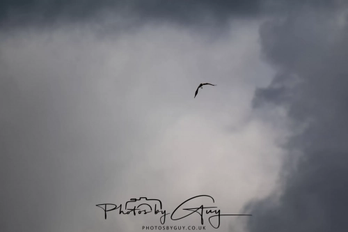 12 April 2025 : Leighton Mos RSPB Bird reserve, Lancashire, UK -Marsh Harrier