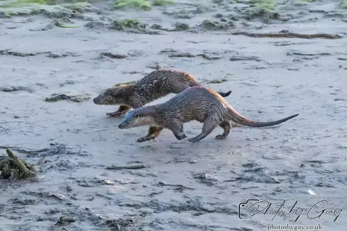 10 October 2024 : Esk River, West Cumbria : Mother Otter with her Cub at dawn