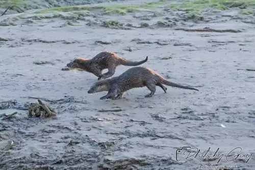 10 October 2024 : Esk River, West Cumbria : Mother Otter with her Cub at dawn