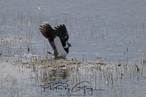 12 April 2025 : Leighton Mos RSPB Bird reserve, Lancashire, UK -Lapwing