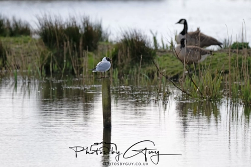 12 April 2025 : Leighton Mos RSPB Bird reserve, Lancashire, UK - Black Headed Gulls