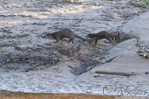 10 October 2024 : Esk River, West Cumbria : Mother Otter with her Cub at dawn