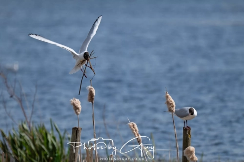 12 April 2025 : Leighton Mos RSPB Bird reserve, Lancashire, UK - Black Headed Gulls