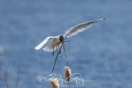 12 April 2025 : Leighton Mos RSPB Bird reserve, Lancashire, UK - Black Headed Gulls