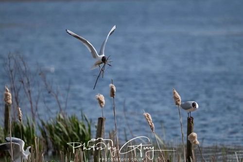 12 April 2025 : Leighton Mos RSPB Bird reserve, Lancashire, UK - Black Headed Gulls