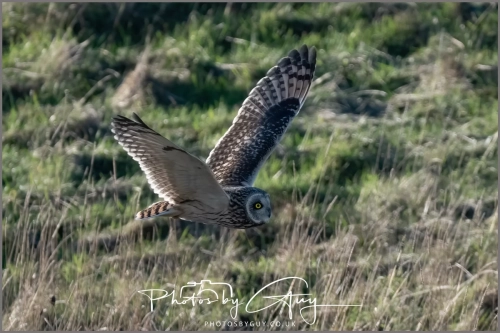 02 January 2025 : Short Eared Owl , Workington